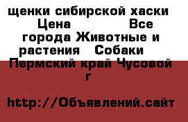 щенки сибирской хаски  › Цена ­ 10 000 - Все города Животные и растения » Собаки   . Пермский край,Чусовой г.